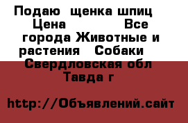 Подаю. щенка шпиц  › Цена ­ 27 000 - Все города Животные и растения » Собаки   . Свердловская обл.,Тавда г.